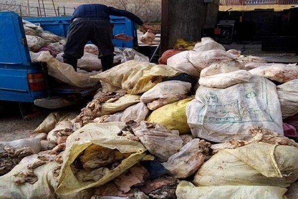 بیش از 6 تن پوست مرغ در کرمانشاه کشف شد