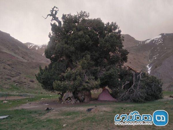 باد و برف و انسان عوامل شکستن درخت 2700 ساله البرز هستند