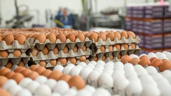 ایجاد تعادل در بازار تخم مرغ با واردات 10 هزار تن تا دو هفته آینده