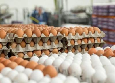 ایجاد تعادل در بازار تخم مرغ با واردات 10 هزار تن تا دو هفته آینده
