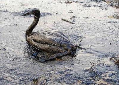 بروز فاجعه زیست محیطی در سواحل کالیفرنیا به علت نشت نفت خام